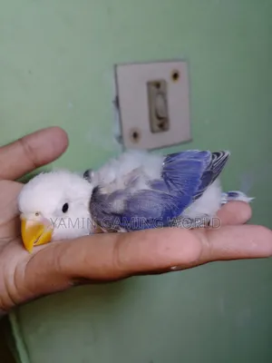 Love Bird Baby