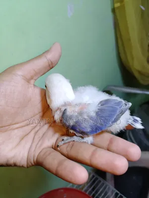 Love Bird Baby