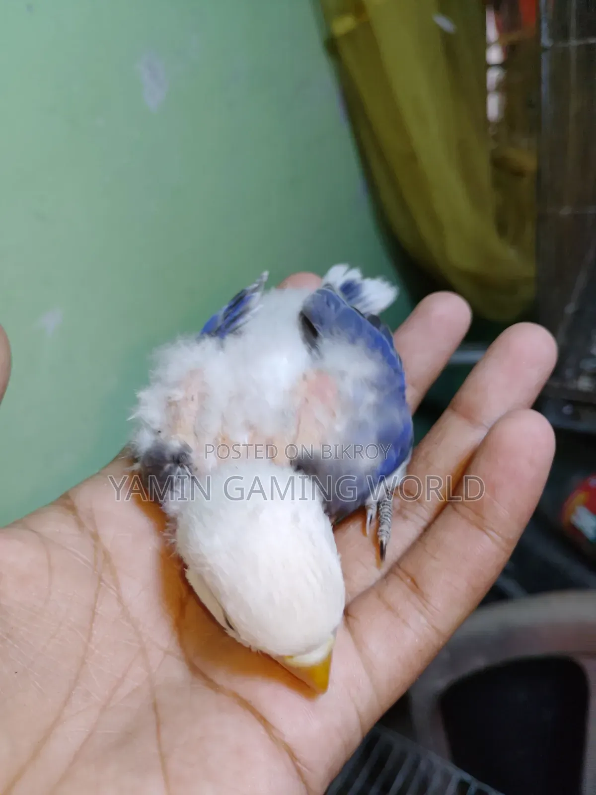 Love Bird Baby