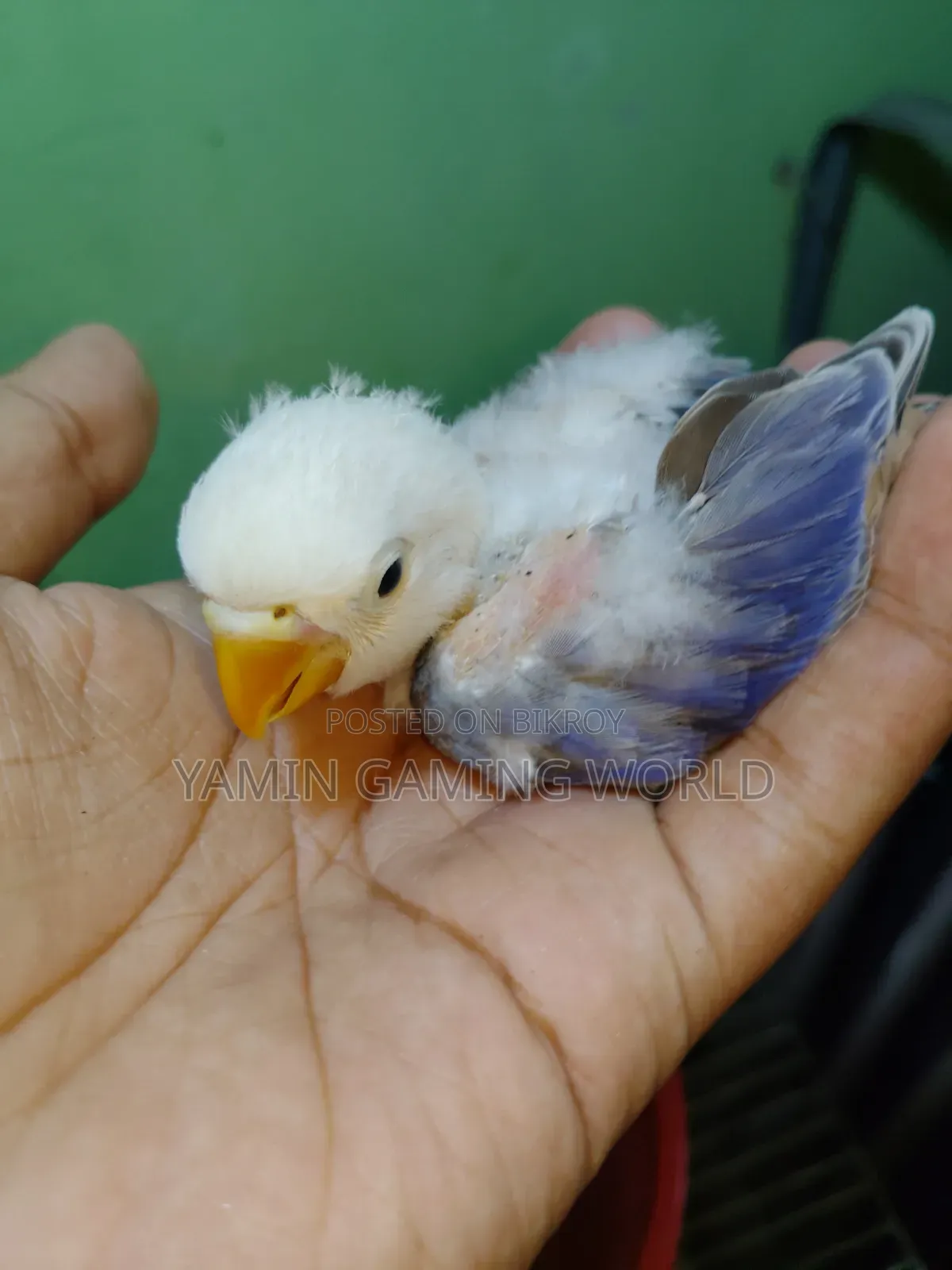 Love Bird Baby