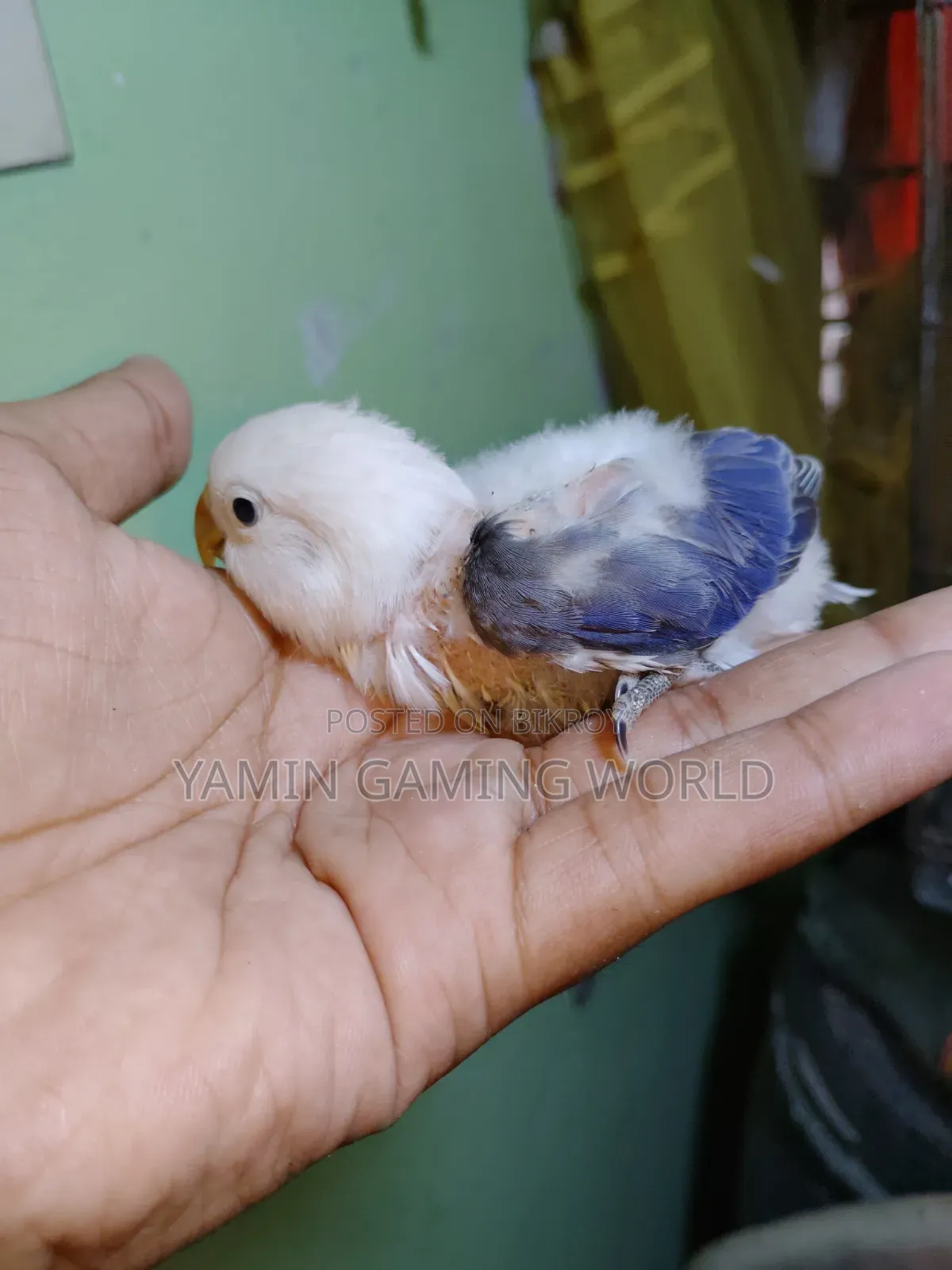 Love Bird Baby