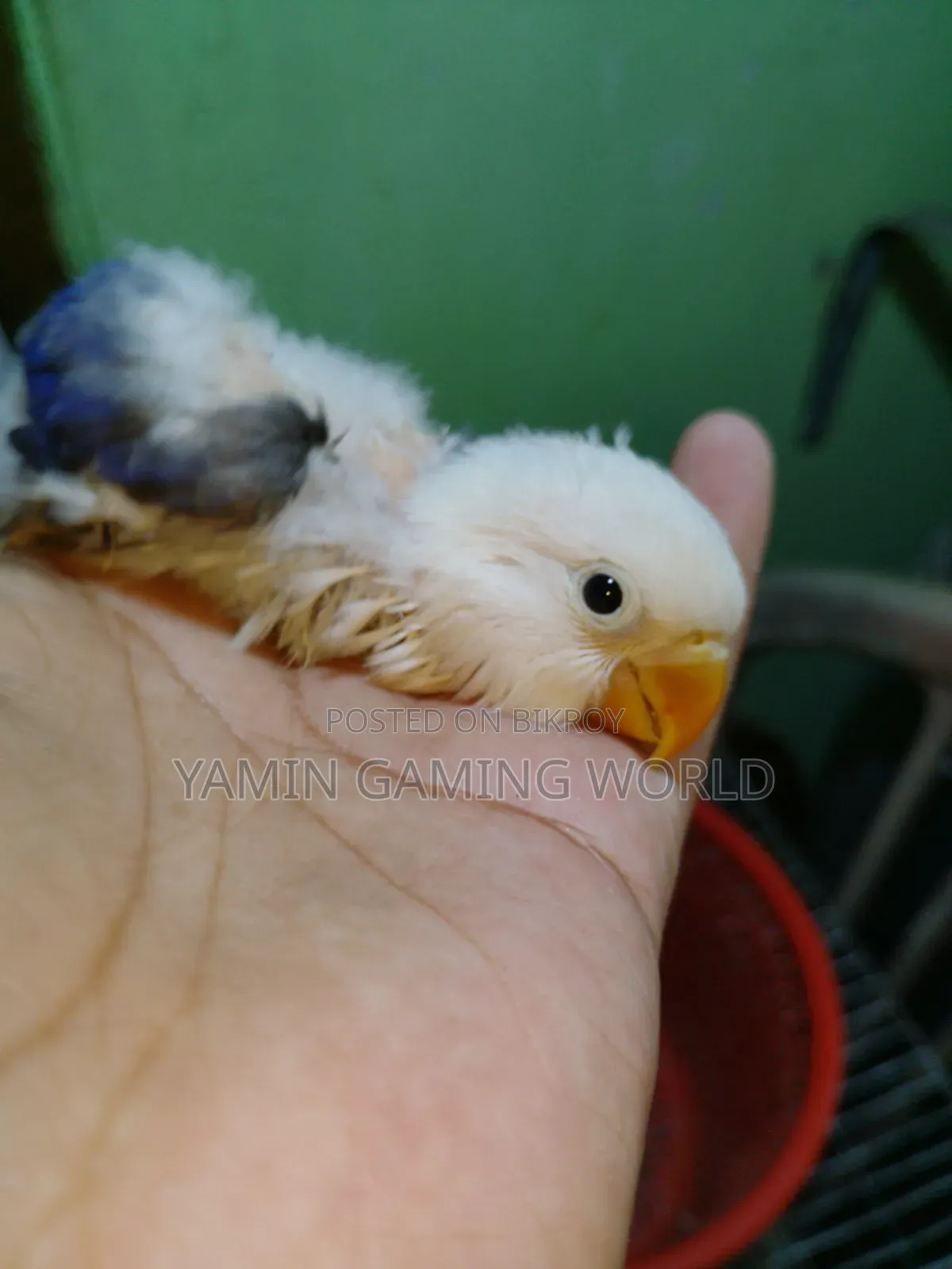 Love Bird Baby