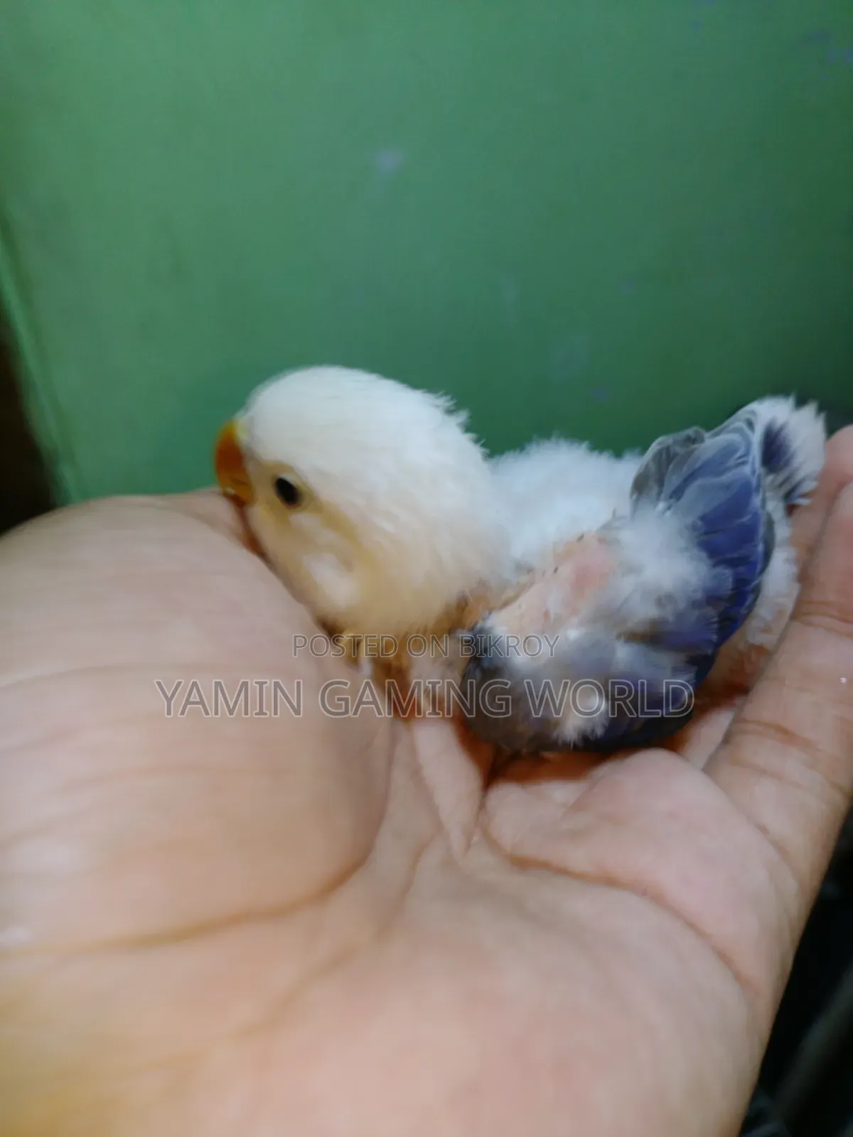 Love Bird Baby