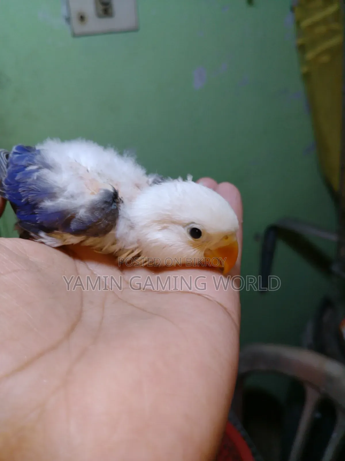 Love Bird Baby