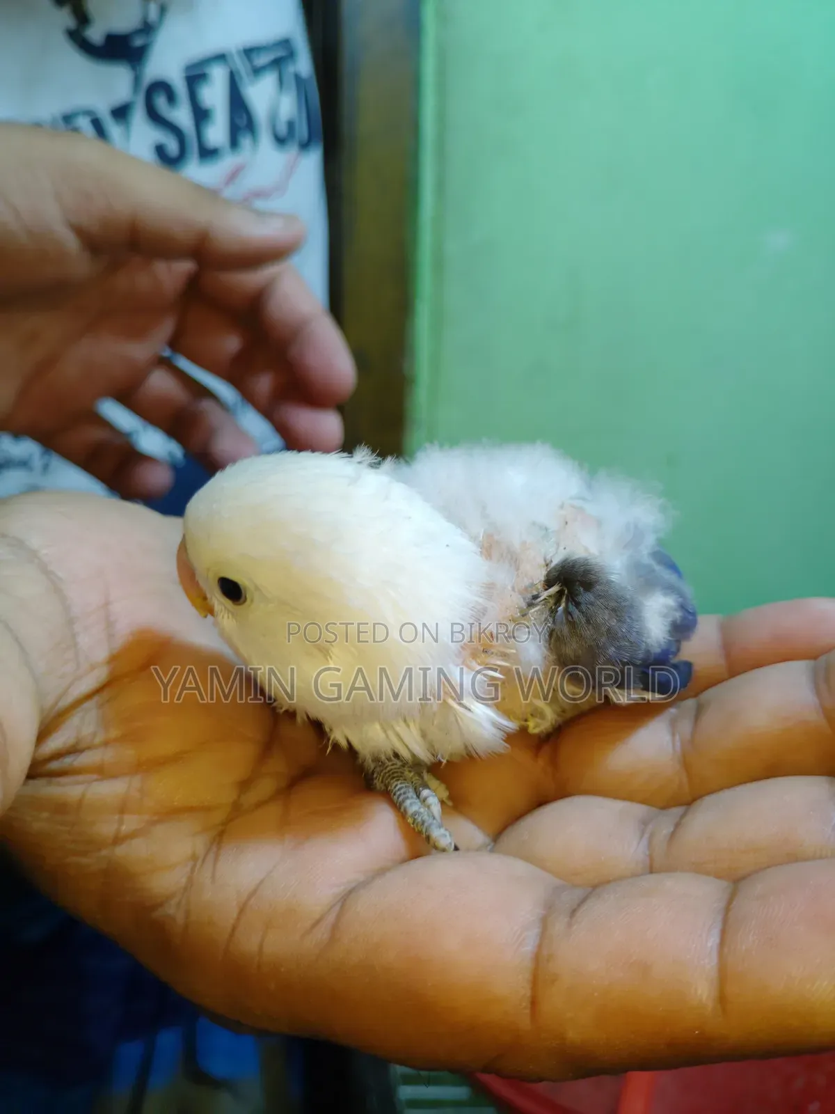 Love Bird Baby