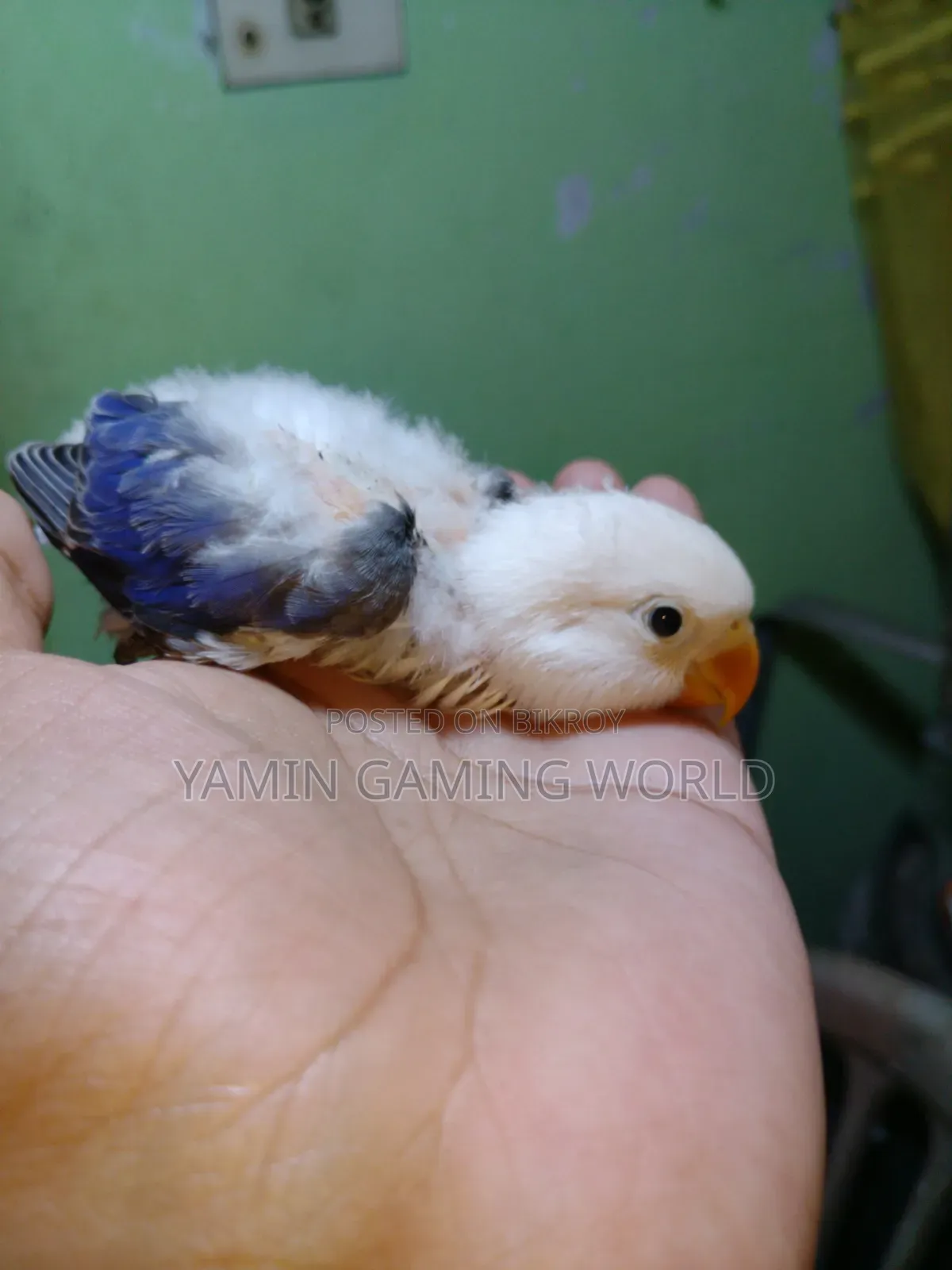 Love Bird Baby