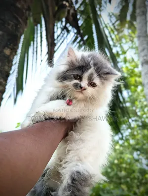 ৩-৬ মাস বয়সী পুরুষ খাঁটি পার্সিয়ান বিড়াল