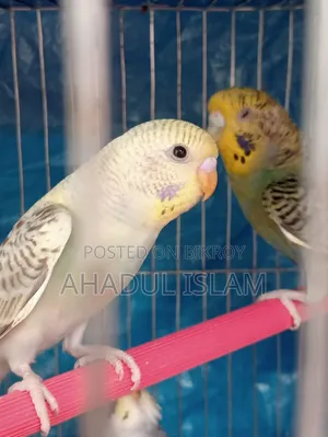 Love Bird (Budgerigar)