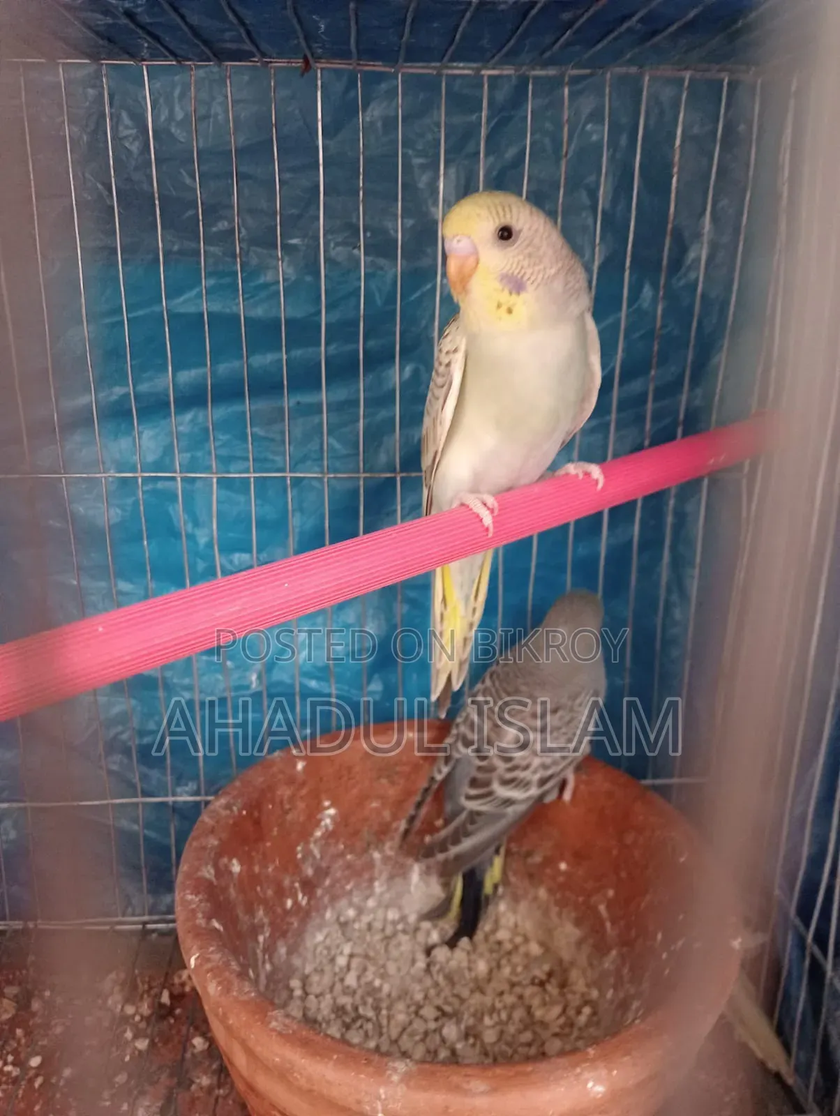Love Bird (Budgerigar)