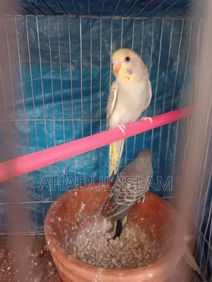 Love Bird (Budgerigar)