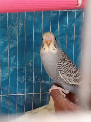 Love Bird (Budgerigar)