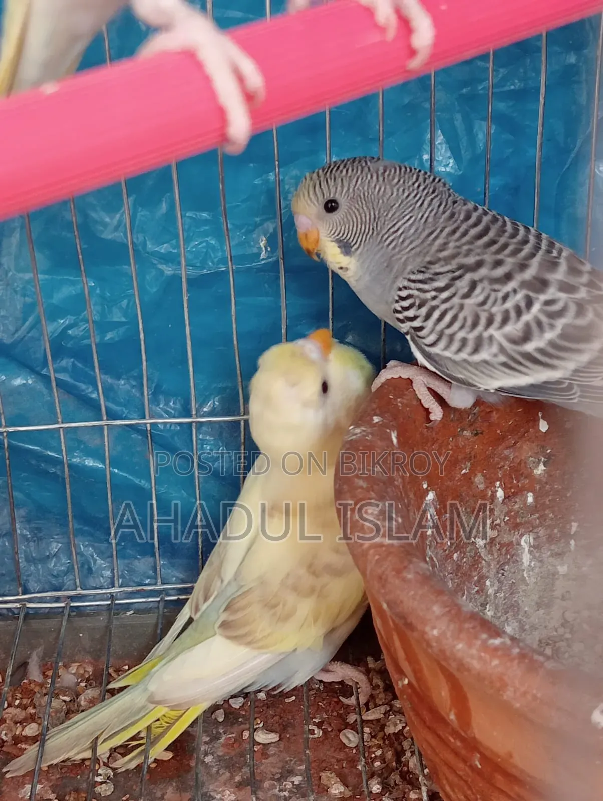 Love Bird (Budgerigar)