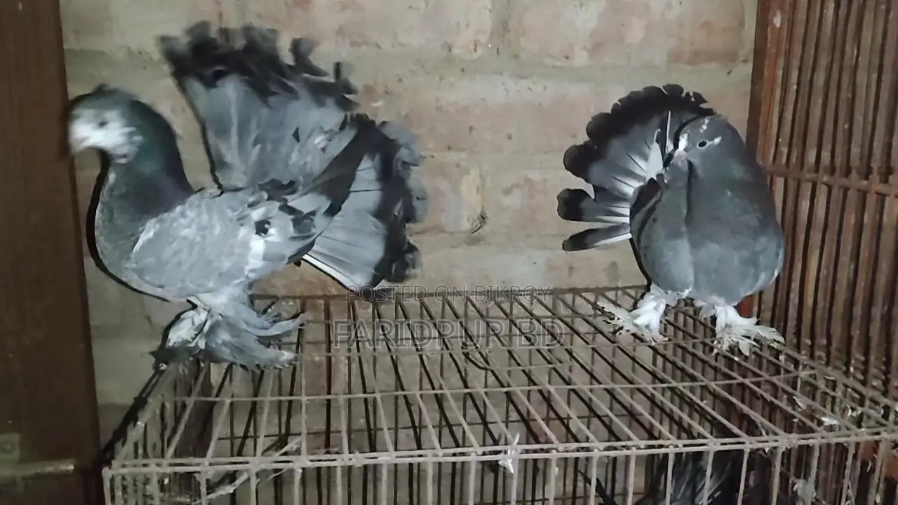 Pair of Lakha Pigeons