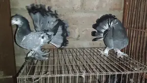 Pair of Lakha Pigeons