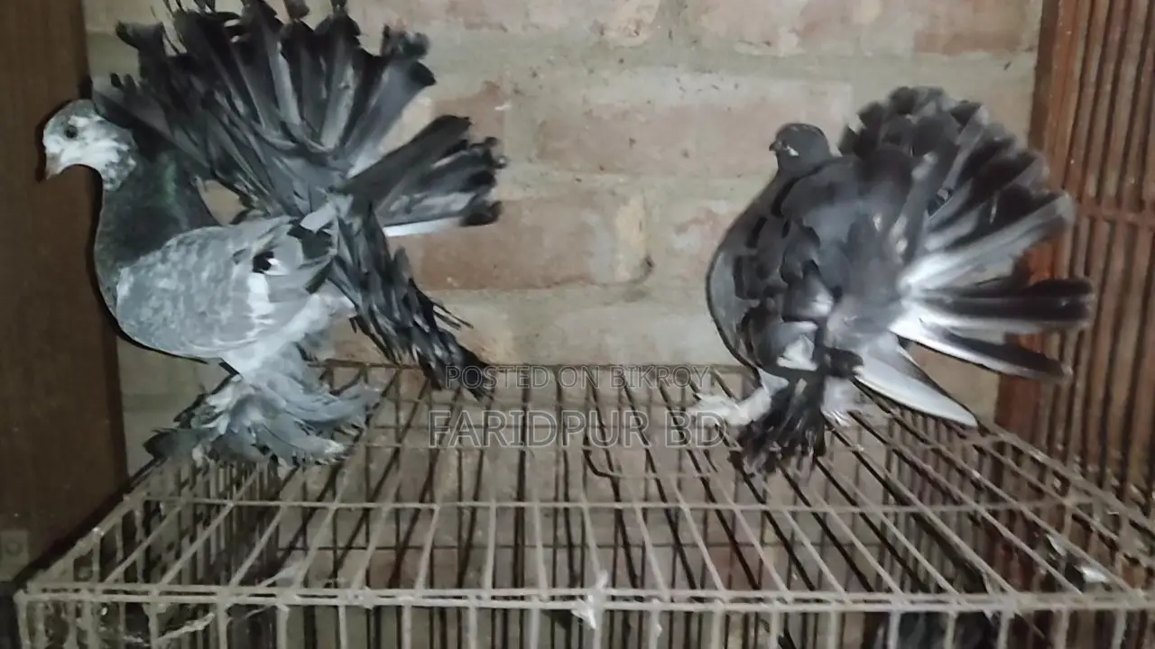 Pair of Lakha Pigeons