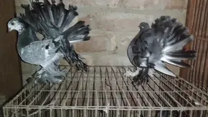 Pair of Lakha Pigeons