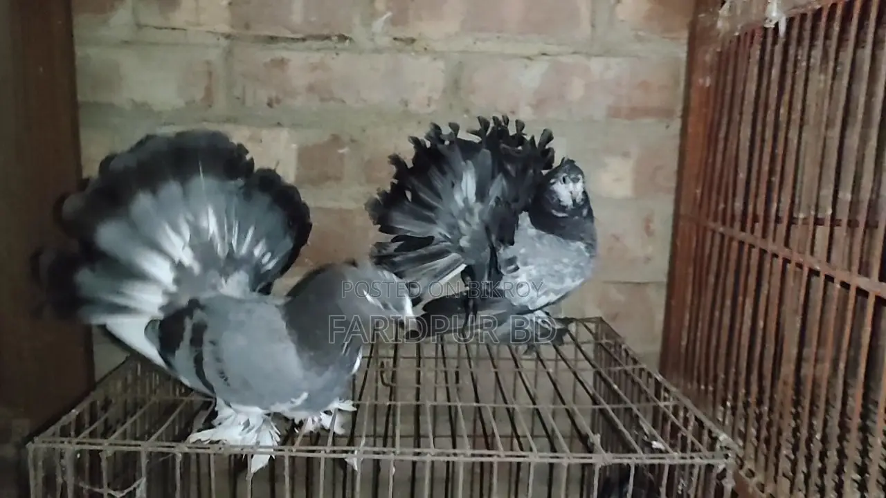 Pair of Lakha Pigeons