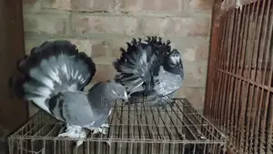 Pair of Lakha Pigeons