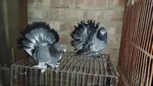 Pair of Lakha Pigeons