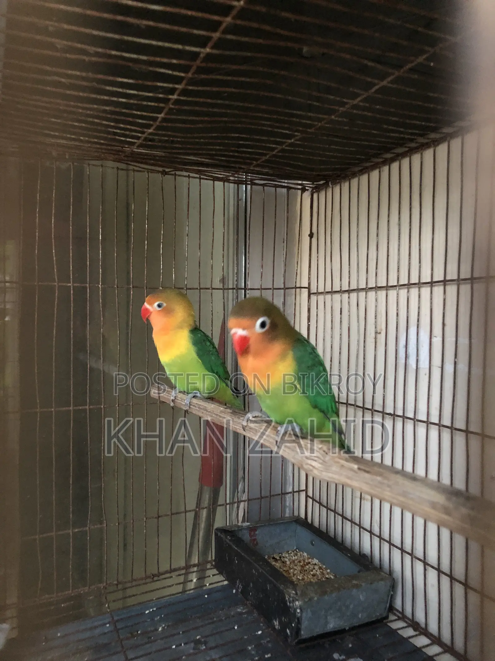 Love Birds for Sale
