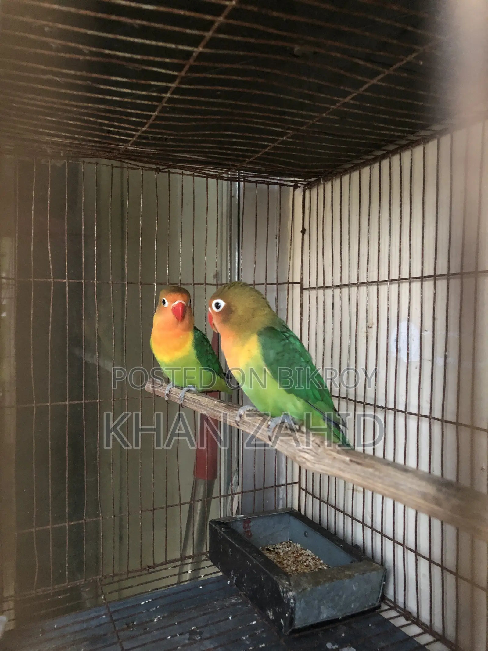 Love Birds for Sale