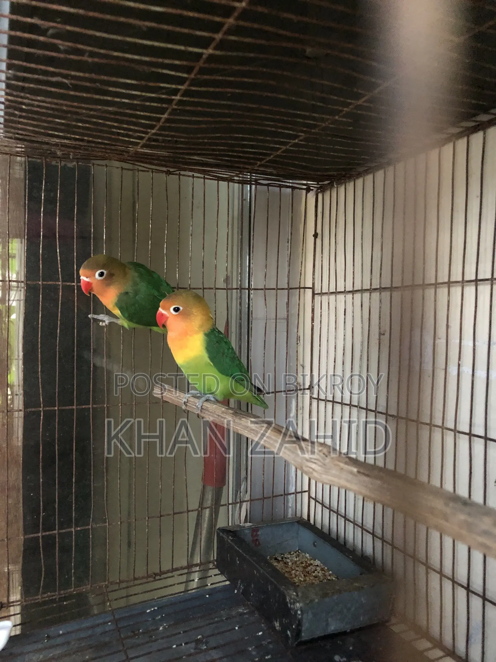 Love Birds for Sale