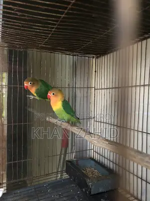 Love Birds for Sale