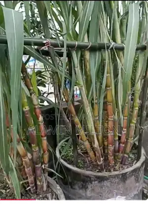 ছাদ বাগানের অর্গানিক আখ