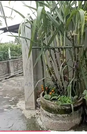 Organic Sugarcane from Rooftop Garden