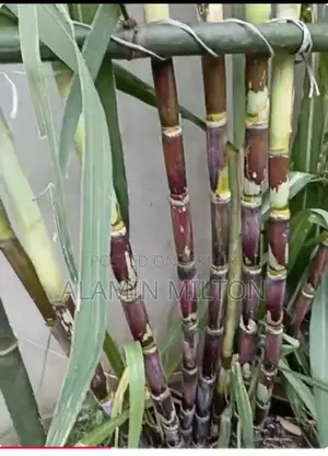 Organic Sugarcane from Rooftop Garden