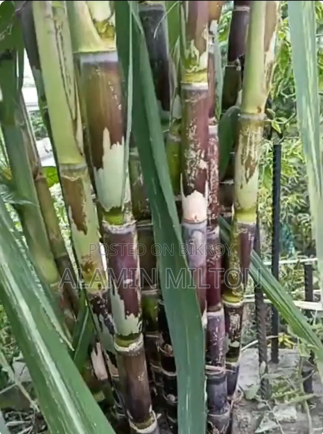 Organic Sugarcane from Rooftop Garden