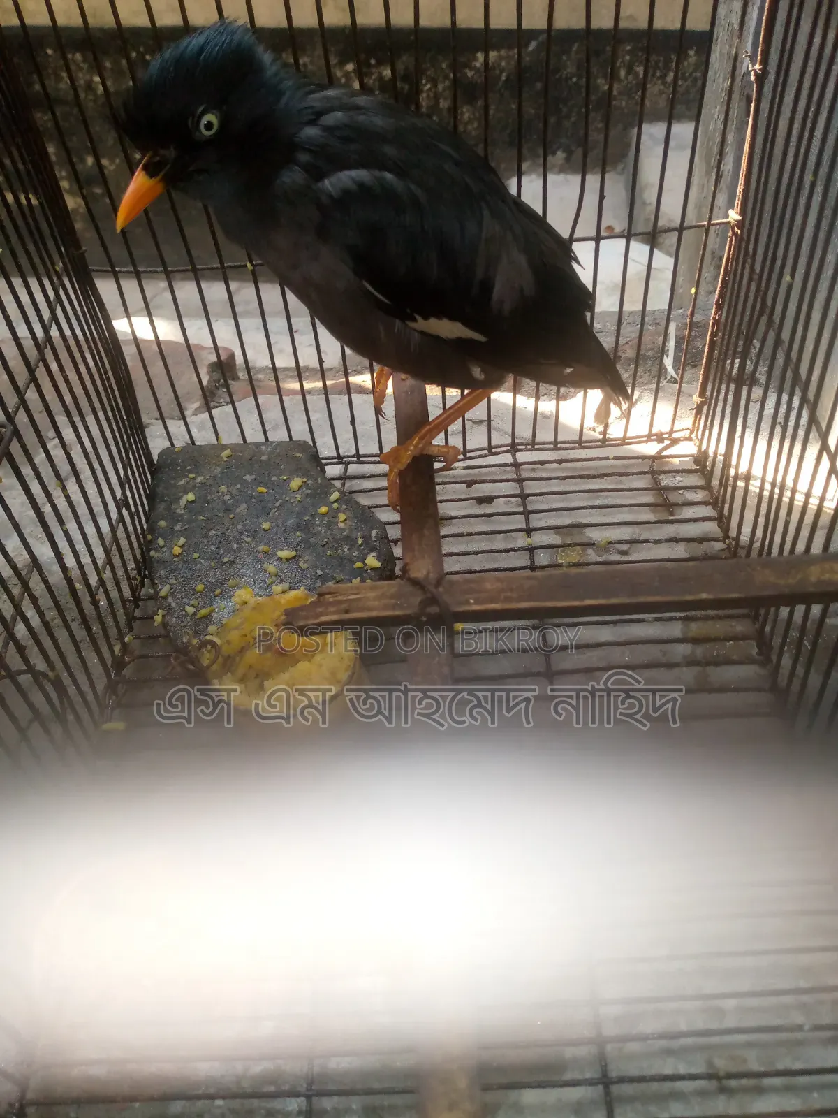 Talking Myna Bird