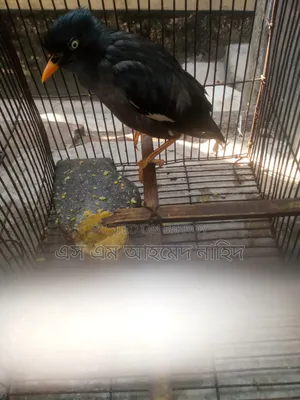 Talking Myna Bird