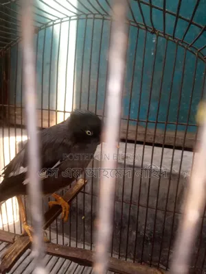 Talking Myna Bird