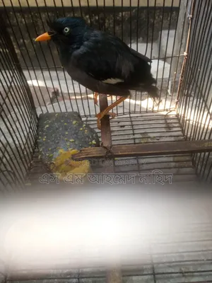 Talking Myna Bird