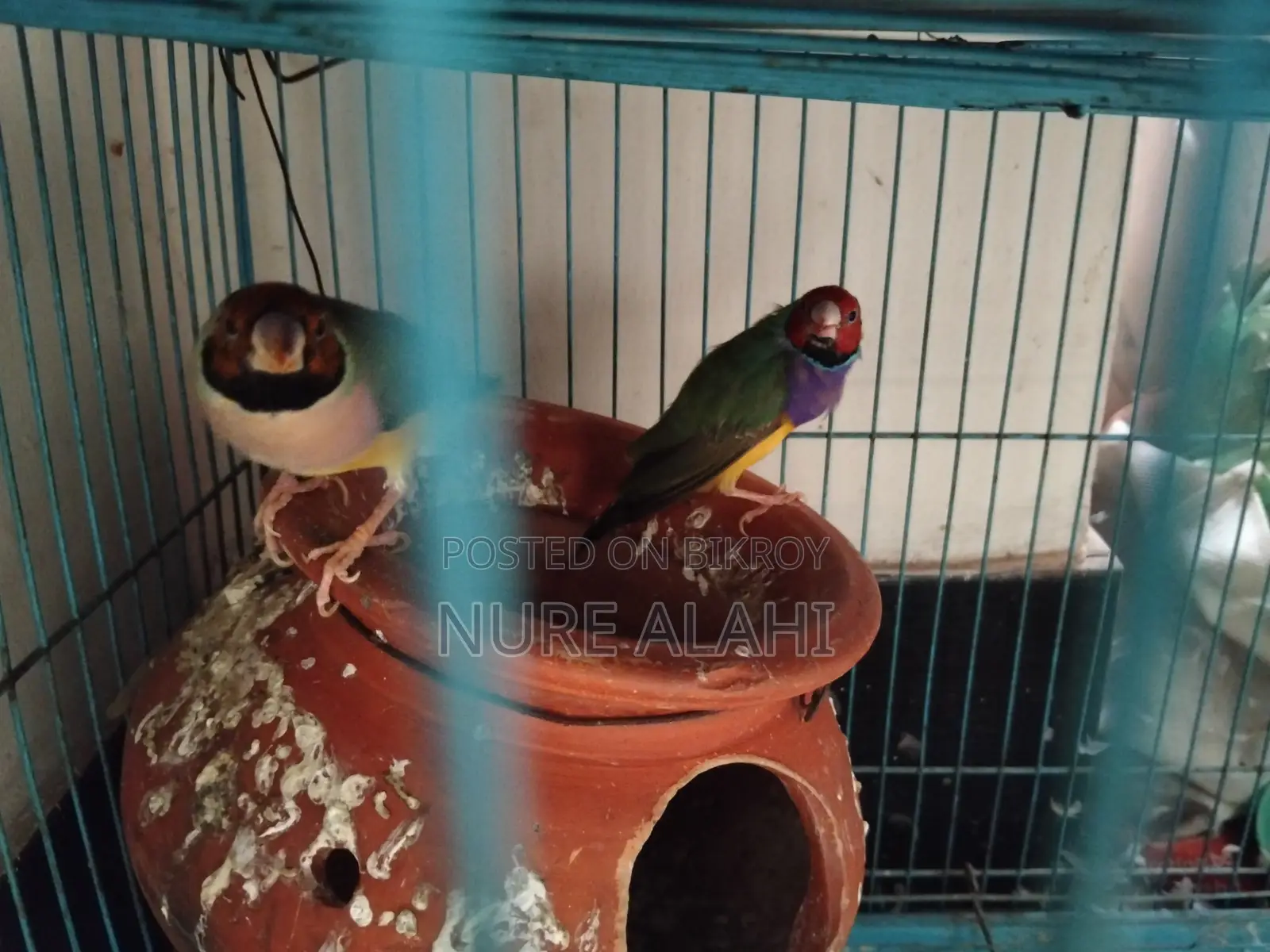 Goldian Finch 2 pair