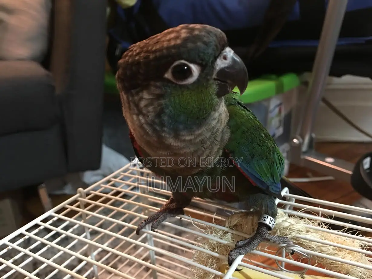 Crimson Bellied Conure