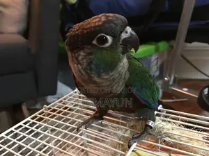 ক্রিমসন বেলিড কনুর