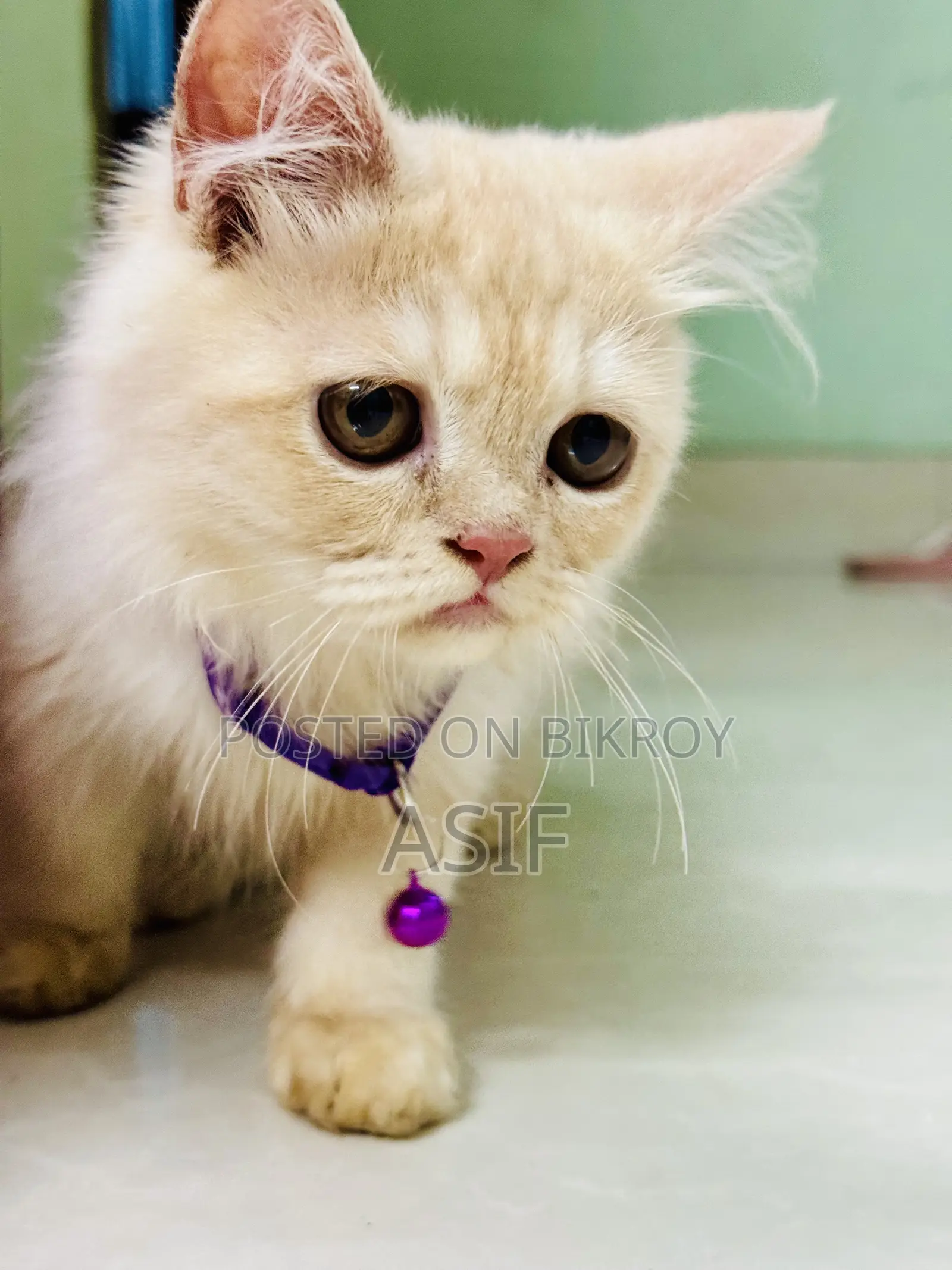1-3 Months Male Purebred Persian