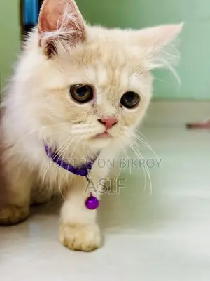 1-3 Months Male Purebred Persian
