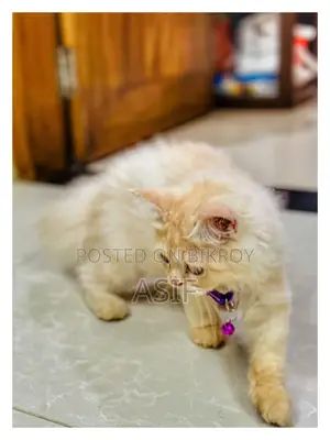 1-3 Months Male Purebred Persian