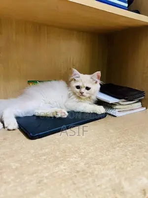 1-3 Months Male Purebred Persian
