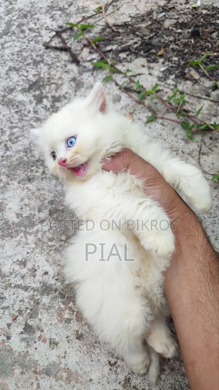 1-3 Months Female Purebred Persian