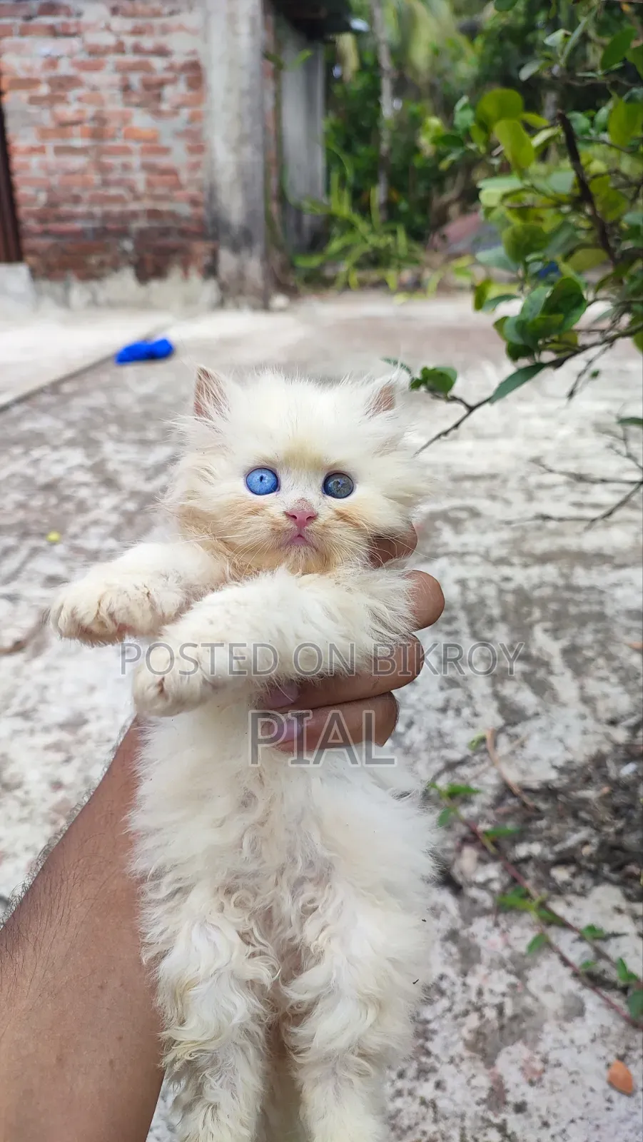 1-3 Months Female Purebred Persian