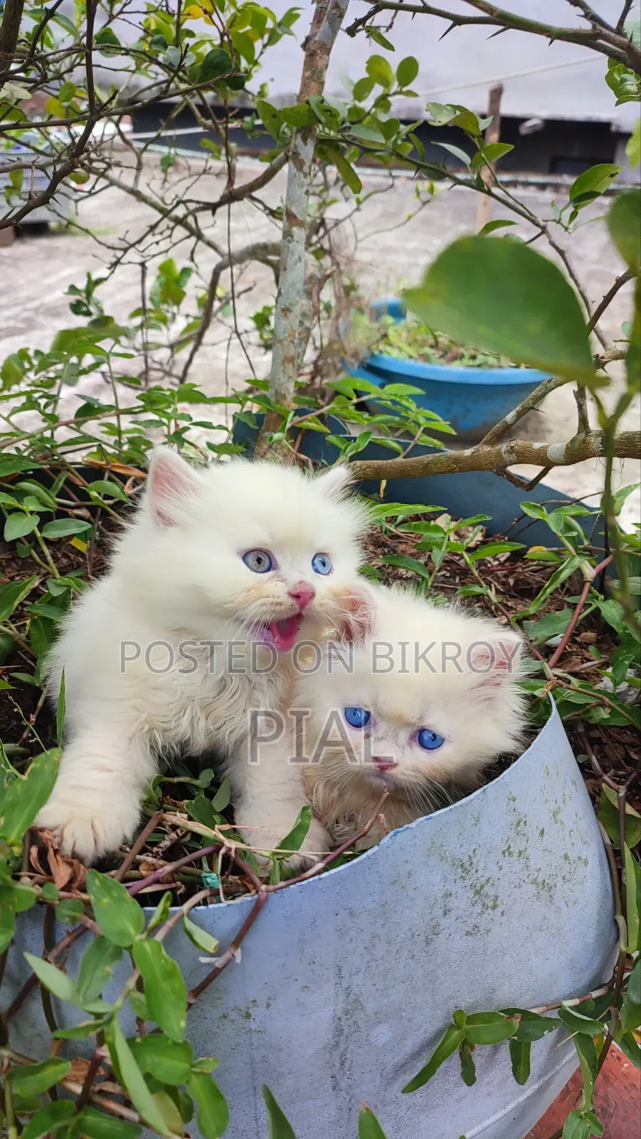 1-3 Months Female Purebred Persian