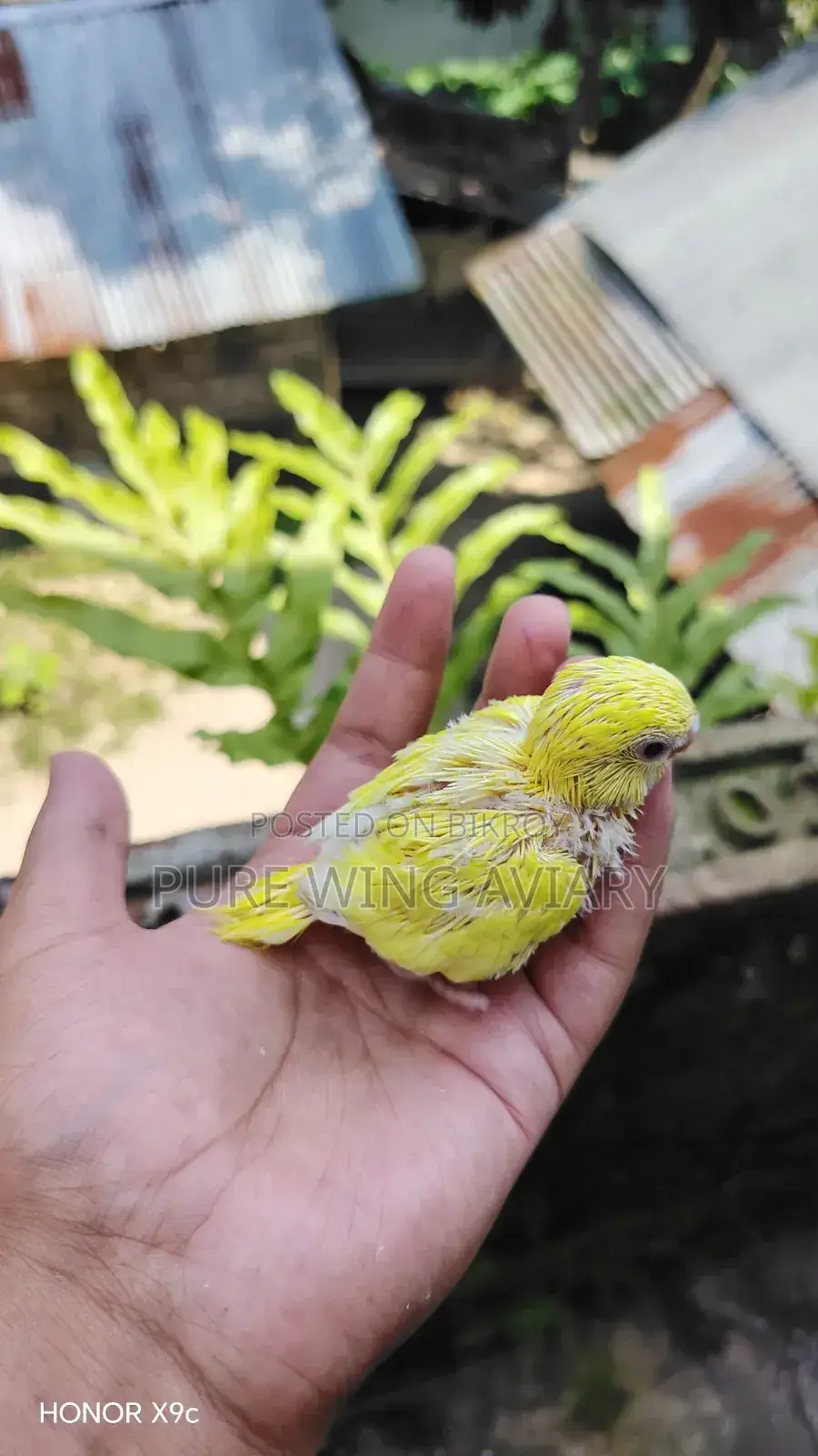 Tame Size Budgerigar