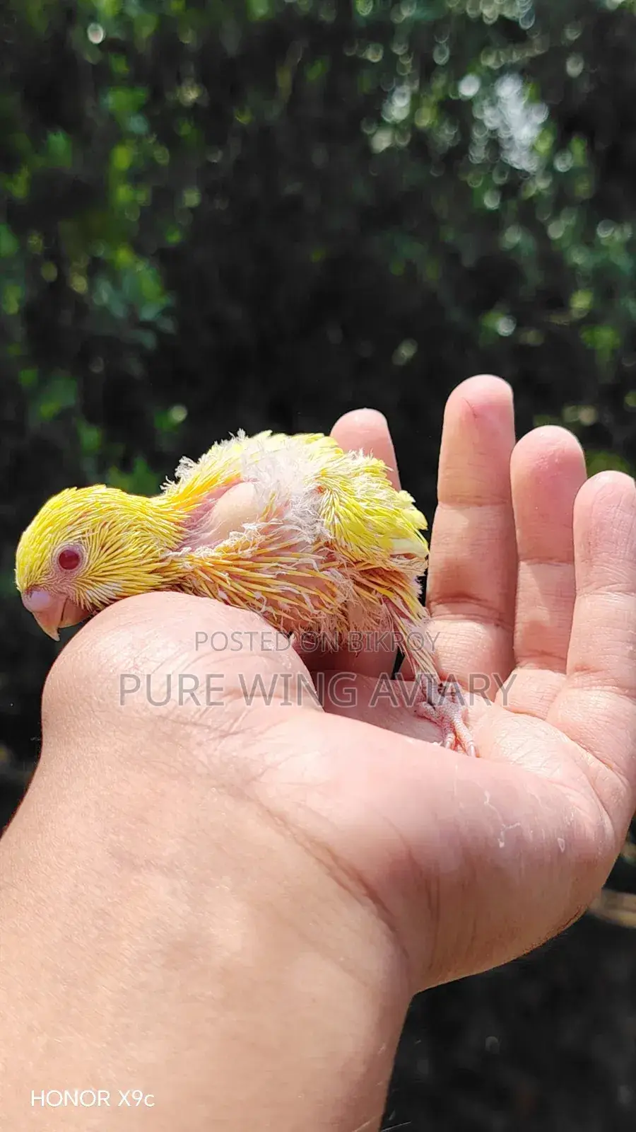 Tame Size Budgerigar