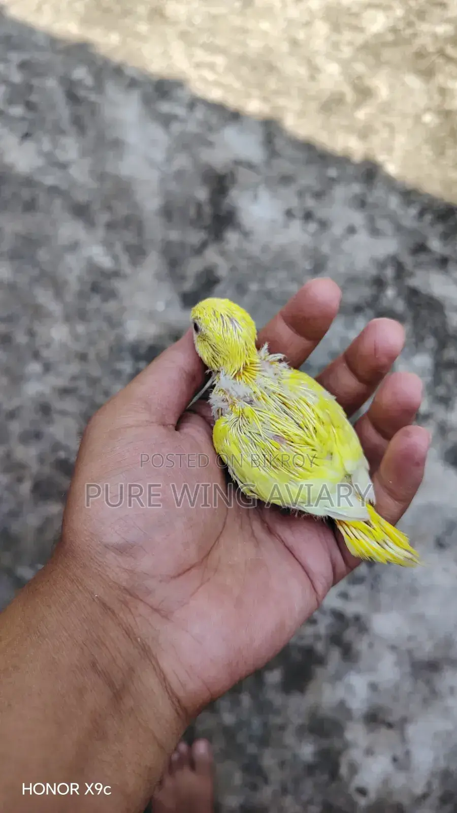 Tame Size Budgerigar