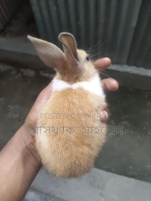 Rabbits for sale