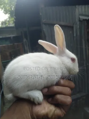 Rabbits for sale